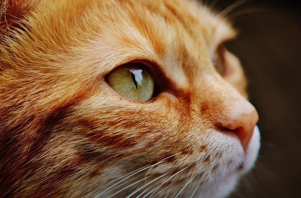 VIDEO: Mačak Jilpi iz Helsinkija kandidat za najstariju mačku na svetu