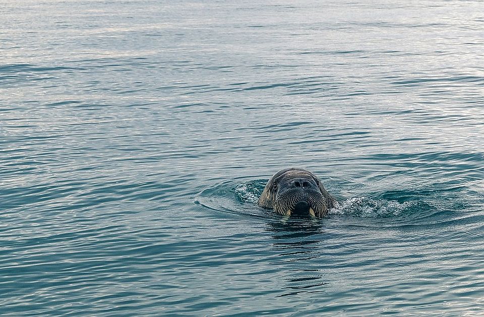 FOTO: Još jedna polarna životinja zalutala u Francusku