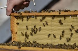 Pčelari do 31. oktobra moraju da prijave broj košnica za zimovanje