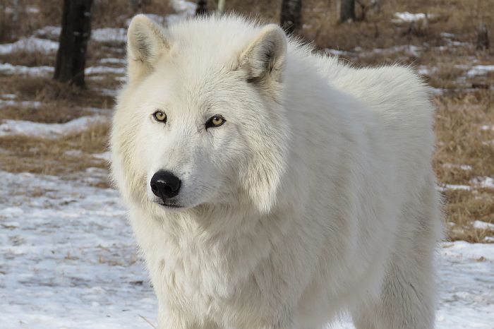 Mladunci polarnog vuka iz Srbije stigli u Kinu
