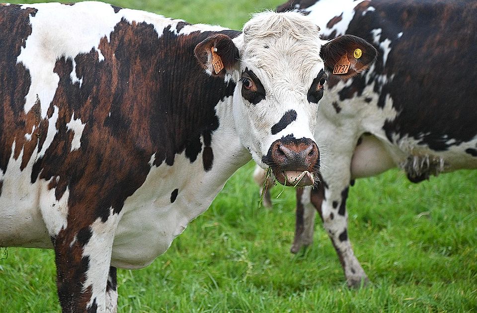 Suša preti da ukine proizvodnju mleka u Srbiji