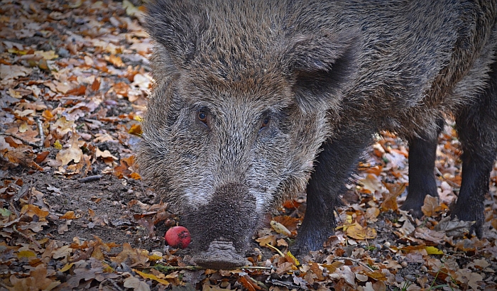 Naloženo preventivno ubijanje divljih svinja zbog afričke kuge