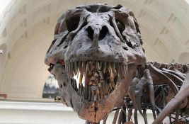 FOTO: Pronađeni prvi poznati otisci stopala odraslog tiranosaurusa reksa 