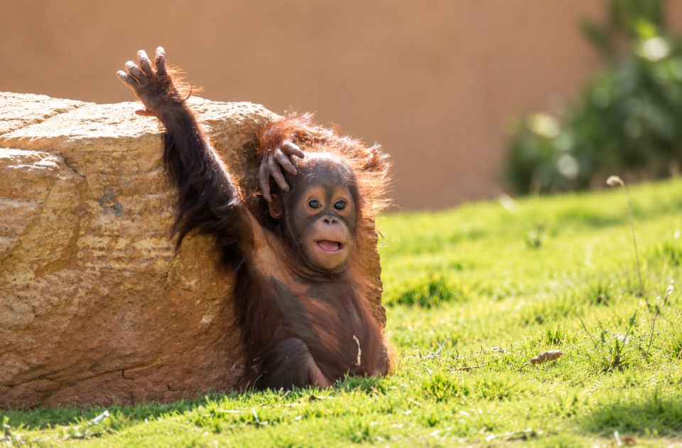 Bebe orangutani pronađene u šumi u Indiji, pokrenuta istraga o krijumčarenju