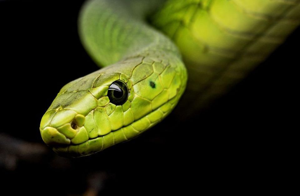 Naučnici utvrdili: Ženke zmija imaju klitorise