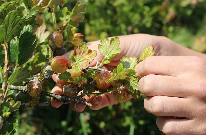 Sindikati: Novim izmenama zakona svi postajemo sezonci