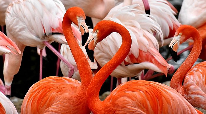 Desetine flaminga uginule od trovanja olovnom sačmom