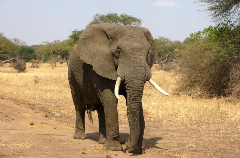 VIDEO: Slon nasrnuo na vozilo sa grupom turista u Zambiji, jedna žena poginula