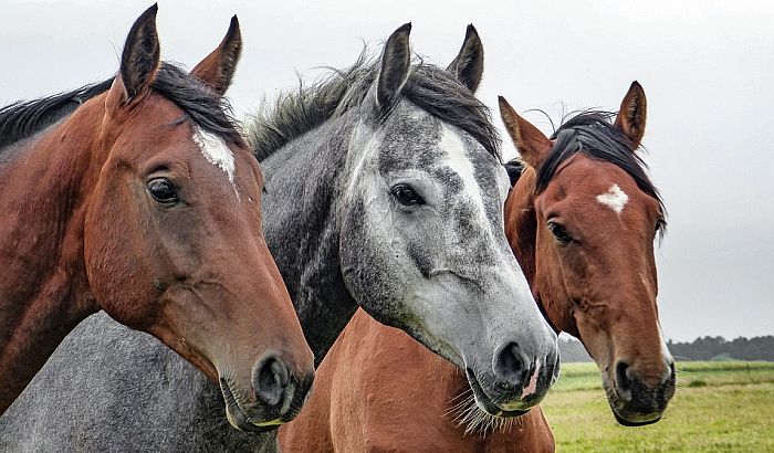 Od sledeće godine licence za pastuve