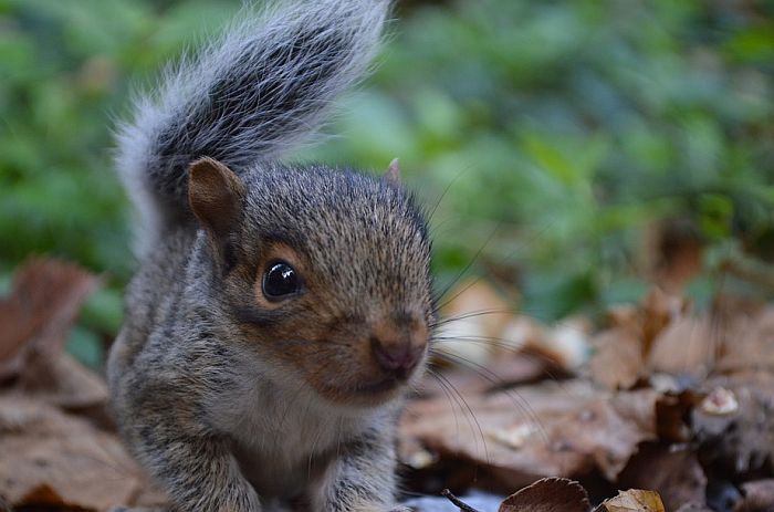 FOTO: Mladuncima veverice repovi se zapetljali u čvor