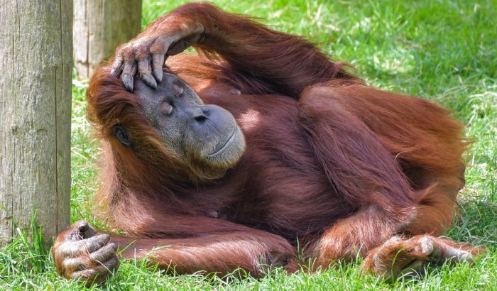 Proizvodnja palminog ulja uništava orangutane