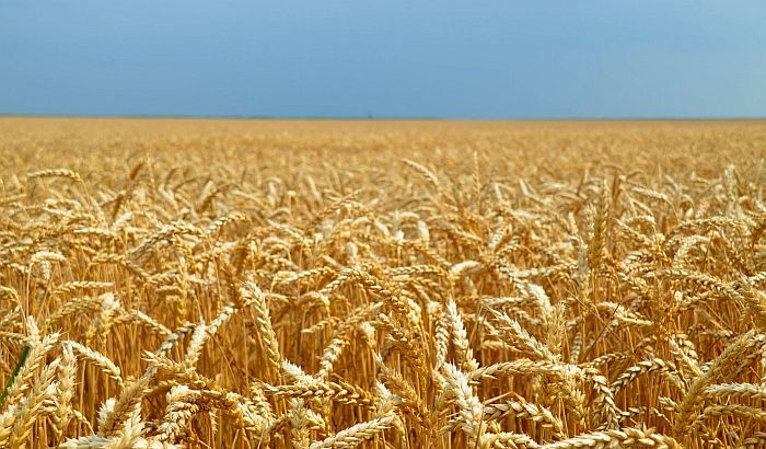Na severu Bačke slab rod pšenice