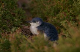 VIDEO: Kako vakcinisati 1.000 malenih pingvina protiv ptičjeg gripa u divljini? 