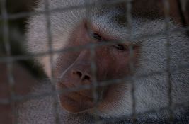 Naučnici ustanovili zašto sterilisane životinje žive duže