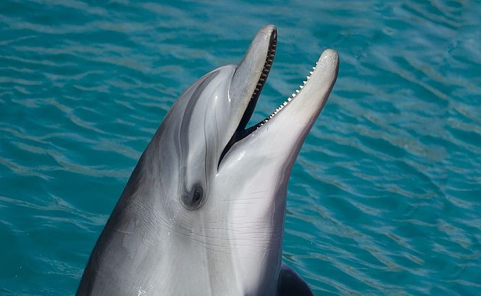 Zbog delfina u teranju zabranjeno kupanje na plaži