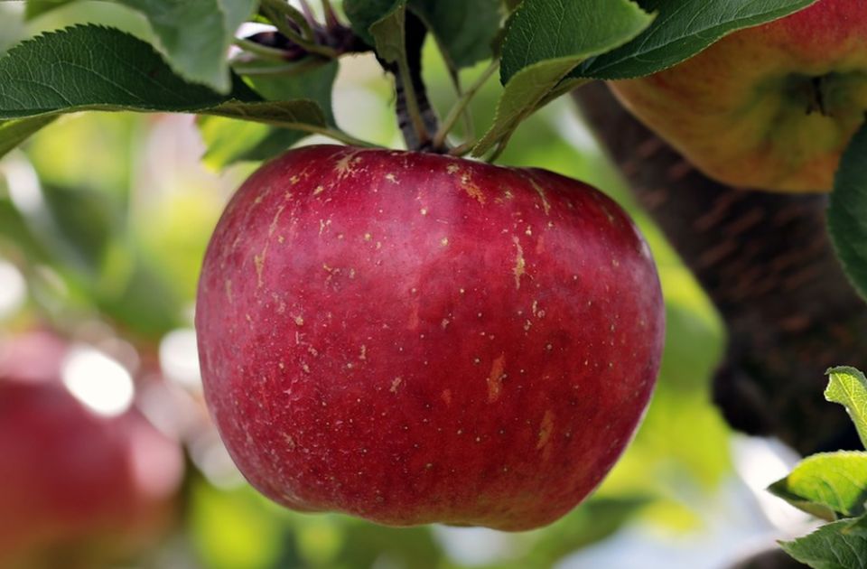 Jabuke jeftinije od žvaka, voćari razmišljaju da poseku hiljade stabala