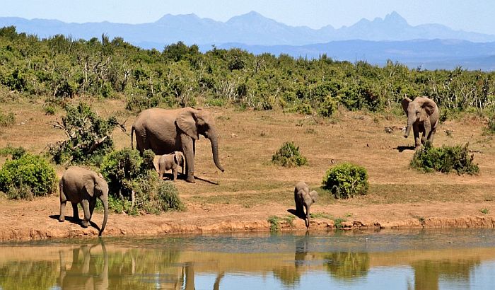 Francuski turisti nestali na safariju u Beninu