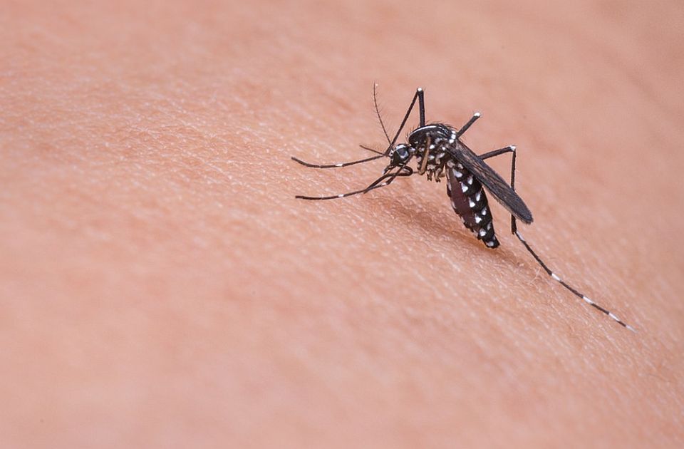 Lekar objasnio zašto retko kad osetimo momenat kad nas ubode komarac