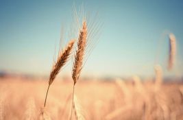 U Srbiji povećane kvote za ograničeni izvoz pšenice i brašna