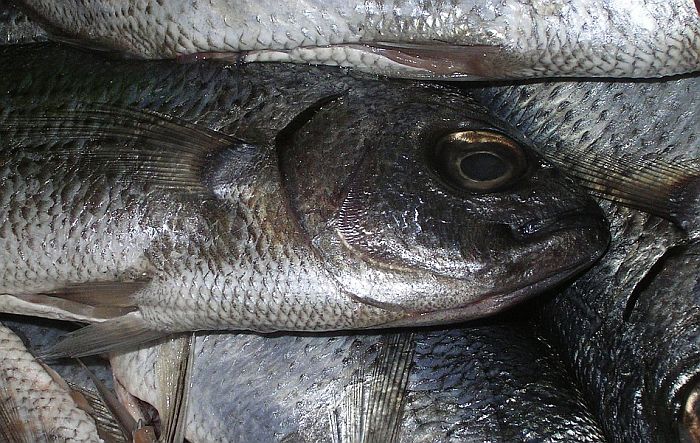 FOTO: Ribarnica lepila plastične oči mrtvim ribama da bi delovala svežije 