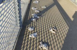 FOTO: Više mrtvih galebova na Žeželjevom mostu, moguće da ih je udario 