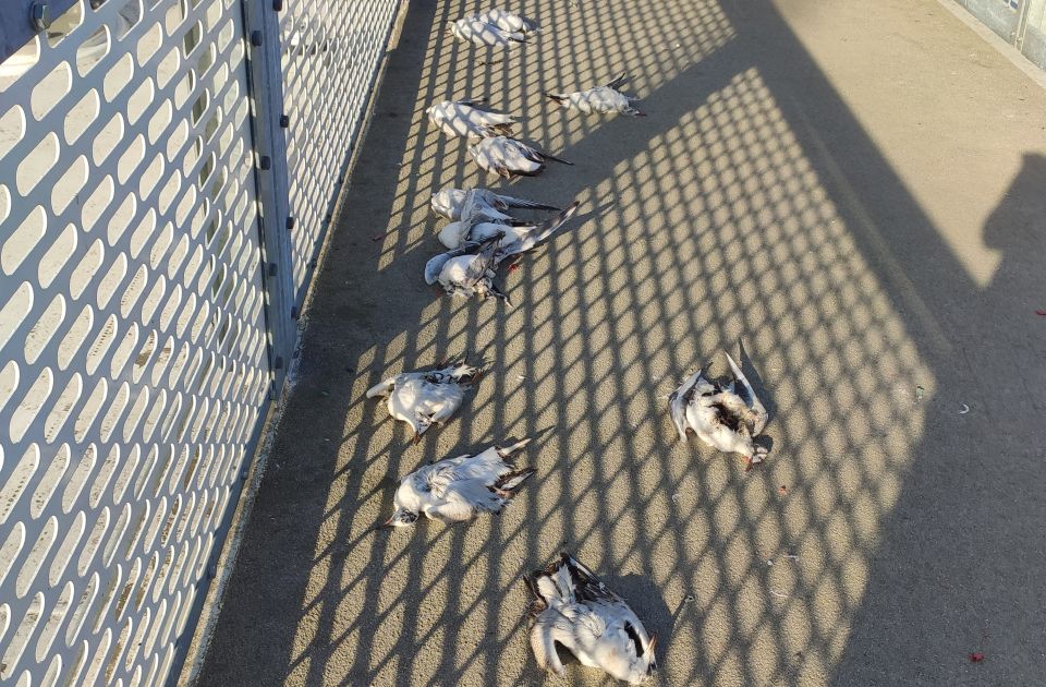FOTO: Više mrtvih galebova na Žeželjevom mostu, moguće da ih je udario "Soko"