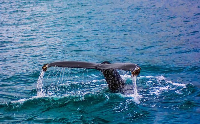 Lov na jastoge ugrožava retke vrste kitova