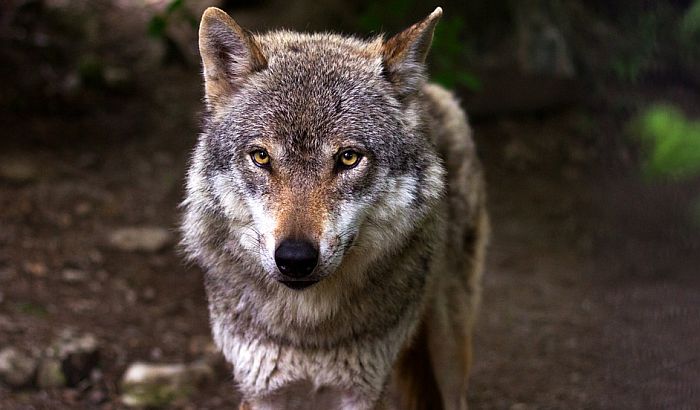 Francuska dozvoljava rast populacije vukova
