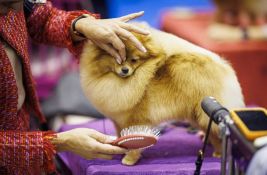 FOTO: Svetski dan pasa u Ženevi obeležen izložbom, više od 21.500 ljubimaca iz 80 zemalja 