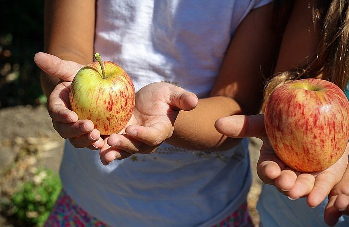 Deca kroz zdrave obroke u školi i edukaciju uče da poštuju poljoprivrednike