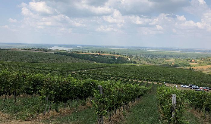 Sremski Karlovci dobijaju institut za vinogradarstvo i vinarstvo