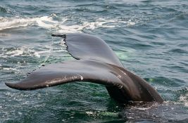 Grbavi kit zaglavljen u reci u Bretanji našao put do mora
