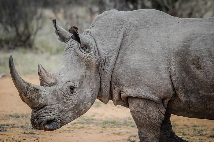 Lovokradice ubile 769 nosoroga