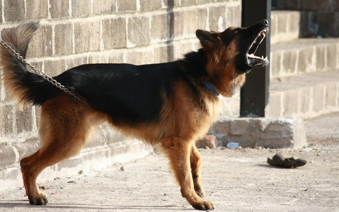 Gradonačelnik zabranio psima da laju