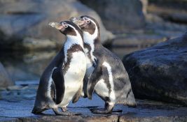 Istopolni par pingvina udomio mladunče para koji je razbijao svoja jaja