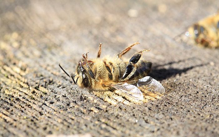 U Brazilu ubijeno 500 miliona pčela za tri meseca