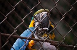 VIDEO: Naučnici naučili papagaje da upućuju video-pozive jedni drugima