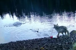 VIDEO Prvi zabeležen slučaj: Divlji vuk koristi alat