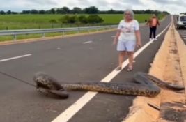 VIDEO: Zmija od pet metara preprečila put - vozači je sami uklonili