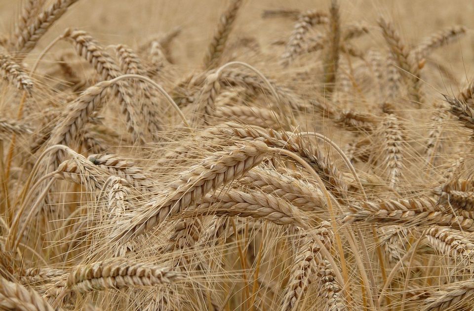 Ruski naučnici uzgojili ječam na tlu po sastavu sličnom onom na Marsu