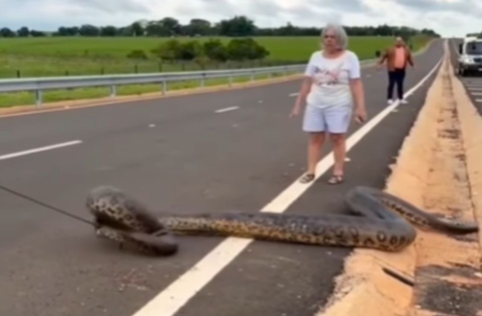 VIDEO: Zmija od pet metara preprečila put - vozači je sami uklonili