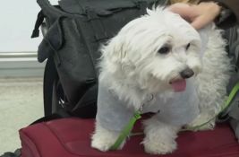 VIDEO: Grčka organizovala poseban let za evakuaciju vlasnika i kućnih ljubimaca sa Bliskog istoka 