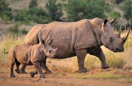 VIDEO: Nosorozi ponovo naseljeni u zaštićeno područje u Ugandi u kom su bili istrebljeni 