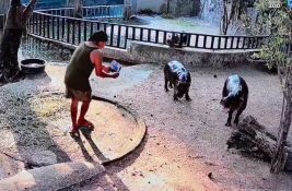 VIDEO: Muškarac uhapšen - ušao u ograđeni prostor patuljastog nilskog konja 