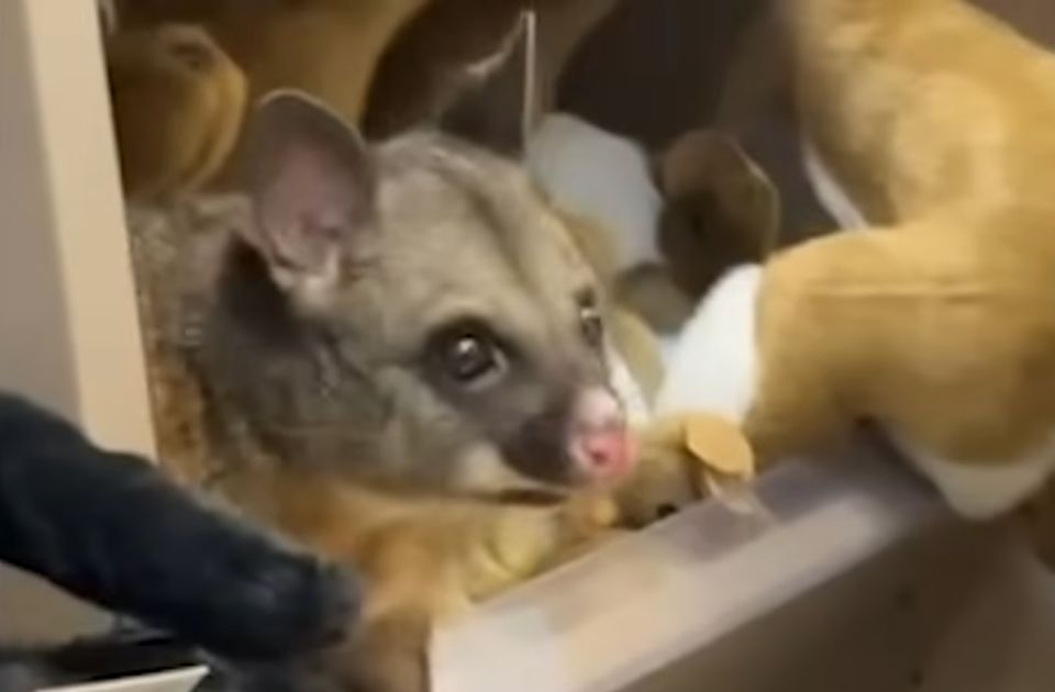 VIDEO: Posum se "sakrio" na polici s igračkama na aerodromu u Australiji