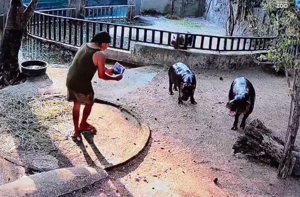 VIDEO: Muškarac uhapšen - ušao u ograđeni prostor patuljastog nilskog konja 