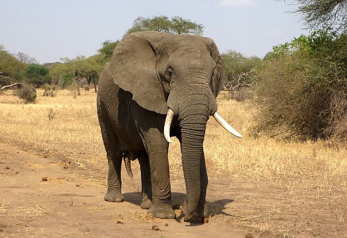 Studija: Slonovi mužjaci ne vode usamljenički život kad napuste krdo