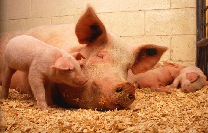 Naučnici delimično oživeli svinjski mozak nakon smrti životinja