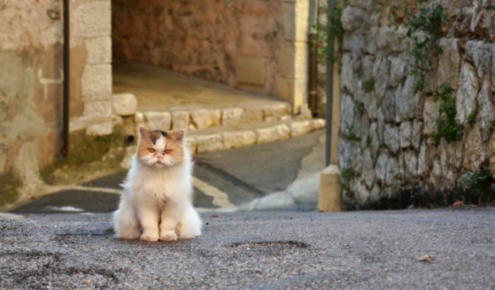 Mačke u Vuhanu bile zaražene virusom korona