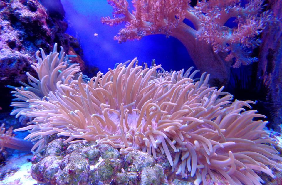 Naučnici na Floridi uspeli da uzgoje ugroženi koral
